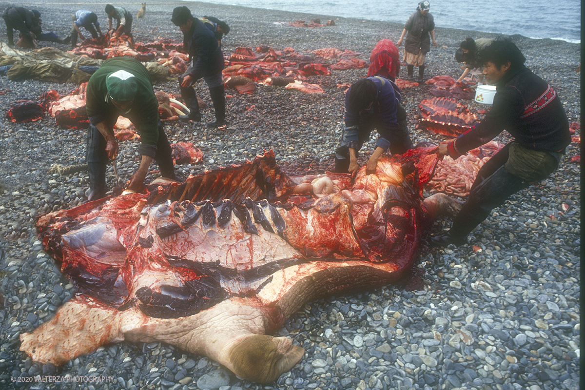 151 T SIBERIA  .jpg - Luglio/Agosto 1992. Siberia, terra dei Chukchi. Nell'oceano artico  125 Km a nord-est della penisola dei Chukchi (Siberia) c'Ã¨ l'isola di Wrangel, essa ospita piÃ¹ del doppio di specie vegetali (417) di qualsiasi territorio artico a paritÃ  di superficie nonchÃ¨ 30 specie diverse di uccelli oltre ad orsi polari, foche e trichechi ; per questo motivo   Ã¨ stata proclamata patrimonio dell'umanitÃ  dall'UNESCO. Nella foto Uelen , momenti della macellazione dei trichechi cacciati.